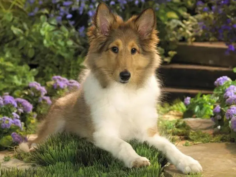 Canine Hip Dysplasia