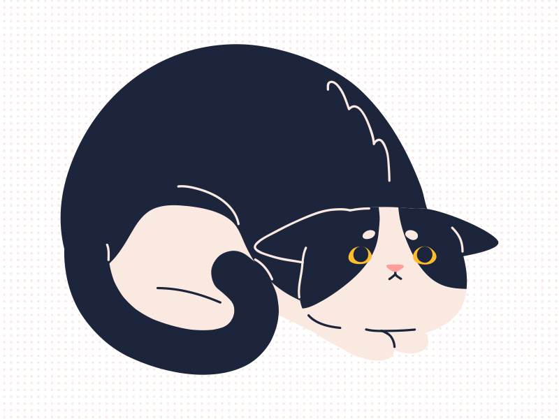 Beware of common diseases in older cats