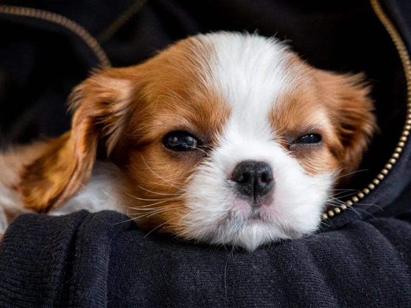 The dangers of hypothyroidism in dogs