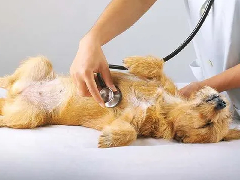 How do you view heart disease in dogs?