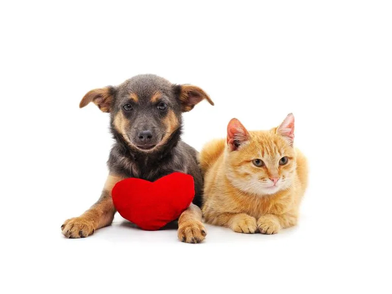 What to do if your furry friend is poiso