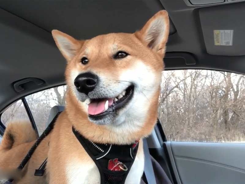 Tips for driving with your dog